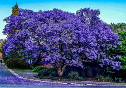 jacaranda,gael faye,roman